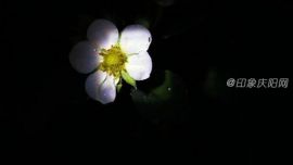 2015鄉(xiāng)愁慶陽(yáng)《遠(yuǎn)方的家-山花開(kāi)放（草莓pk木瓜）》