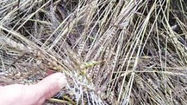 连阴雨致庆阳多地小麦倒伏在地 农民损失严重