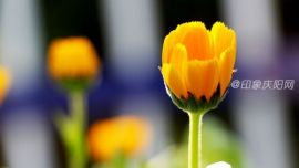 2015行走新疆-菊花盛開(kāi)