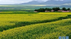 [美麗中國(guó)]甘肅民樂(lè)油菜花海燃情盛夏