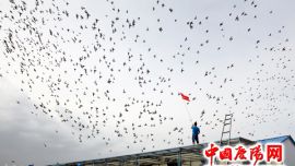 甘肃庆阳豪天赛鸽公棚赛鸽管理员正在训放赛鸽 