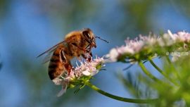 蜜蜂——（印象慶陽網(wǎng)）