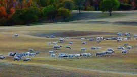 攝影作品《壩上秋美》——印象慶陽網(wǎng)