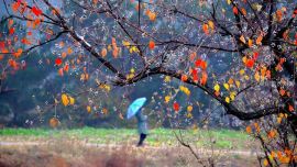 家鄉(xiāng)的秋味劉軍攝影作品選