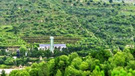 綠色防護(hù)林——張綺云攝影