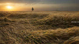 美麗的麥田（轉(zhuǎn)載蜂鳥網(wǎng)）——印象慶陽攝影