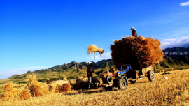 九月，印象慶陽網(wǎng)在祁連山下為你奏一首秋收曲