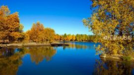 美麗的胡楊林——印象慶陽(yáng)攝影協(xié)會(huì)