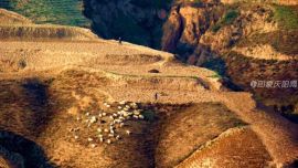 黃土高原上的秋天——印象慶陽(yáng)攝影協(xié)會(huì)