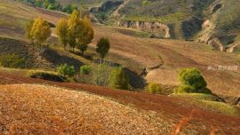 黃土高原金色秋天
