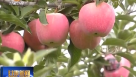 行进陇原：大秋收 你是我的小苹果