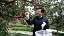 庆阳苹果开园采摘活动启动（印象庆阳网）