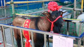 庆阳赛羊大会今日圆满落幕 10只“状元”羊亮相