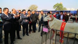 2015’甘肃·庆阳赛羊大会表彰会议举行  