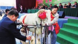 甘肃经济日报：2015甘肃·庆阳赛羊大会成功举办