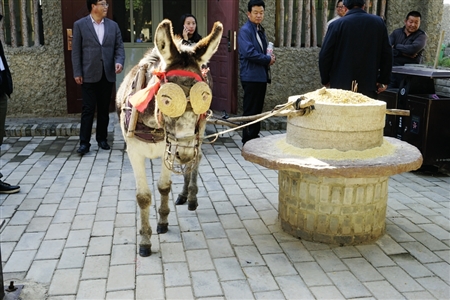 庆城县周祖农耕文化体验园毛驴推磨场景(10月14日摄).