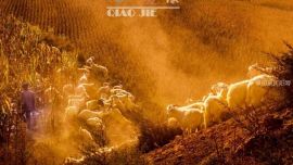 黃土高原之隴原秋色——喬杰攝影