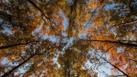 《 追楓之旅 》 ------- 當(dāng)葉子逐漸蕭疏，秋林顯