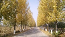 慶陽(yáng)秋景照片-寧文公路（印象慶陽(yáng)網(wǎng)）