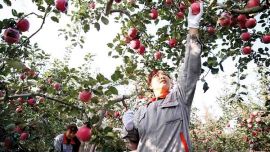 庆阳市151.68万亩苹果喜获丰收 