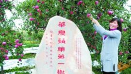 庆阳苹果的形象代言树 董志塬“华夏苹果第一树”（图）