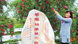 庆阳苹果树中的“大哥大” 董志塬华夏苹果第一树（图）