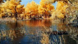 秋 紅外線攝影二——印象慶陽(yáng)攝影協(xié)會(huì) 