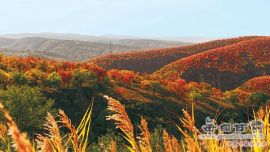 让山川绿起来让农民富起来——庆阳市发展苗林培育产业纪实