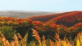 庆阳市发展苗林培育产业纪实