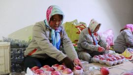 庆阳：满园红果招“财源” 贫困村栽下“致富果” 