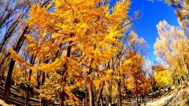 大美酒泉 金黃的松樹美如畫