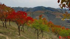 金秋十月  紅葉似火（印象慶陽(yáng)網(wǎng)）
