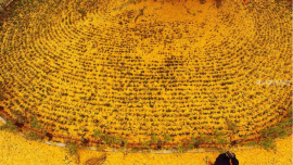 陜西4000年古銀杏落葉似黃金毯