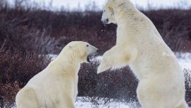 加兩北極熊推搡打斗上演有趣拳擊賽