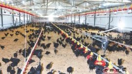 庆阳市引进肉鸡全产业链项目