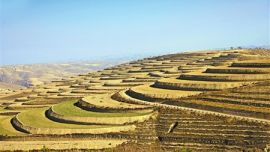 產(chǎn)業(yè)鏈上黨旗紅 ——環(huán)縣曲子鎮(zhèn)樓房子村“支部+”模式強(qiáng)社富民紀(jì)實  