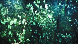 南海甘泉海臺(tái)首次發(fā)現(xiàn)冷水珊瑚群