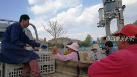 華池：精準(zhǔn)扶貧送雞苗 產(chǎn)業(yè)脫貧添動(dòng)力