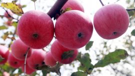 庆阳：苹果采收季，几家欢乐几家愁