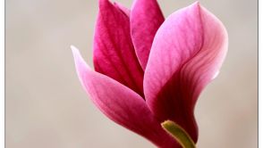 美到碎心的一组春花图