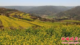 高原现花海 西峰邀你来  ——2019中国・庆阳第二届油菜花节 精彩活动抢先看