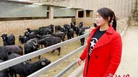 环县贫困妇女“与羊为伴”引众脱贫致富