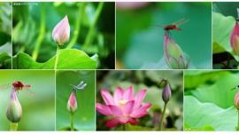 慶陽有一家舞蹈培訓(xùn)學(xué)校叫小荷尖尖！