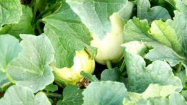 邮政帮扶拓宽致富路，治富金瓜走出米家川