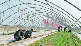 【春耕生产】宁县：设施瓜菜基地陆续开始生产