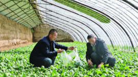 【农耕生产】环县木钵镇高寨村蔬菜大棚绿意盎然