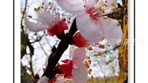 陇东庆阳的杏花香铺满原野。摄影师：李伟