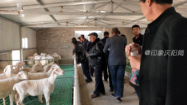 不辞辛苦取羊经 干群上阵发羊财