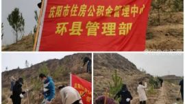 春风填新绿，植树正当时