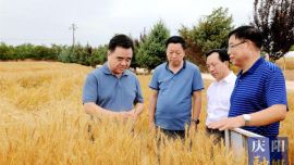 黄泽元在西峰区和宁县调研夏收复种工作时强调 扎实做好夏收工作确保粮食颗粒归仓 科学组织开展复种夺取全年丰产丰收